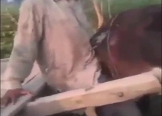 Donkey fuck gets this dude's Hindi cock hard