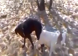 Goat pussy is the GOAT pussy for this dog