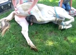 Konj se valja naokoli, da pokaže svoj lep penis