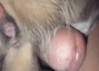 Kitty pussy is going to get fucked with close-ups