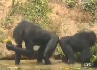 Monkey business with hot animals fooling around