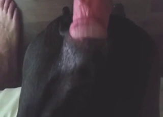 Cumshot after a wild fuck with a submissive bitch