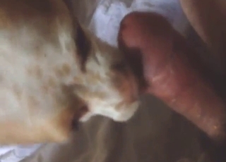 Zoo porn with a dog that just wants to lick dick