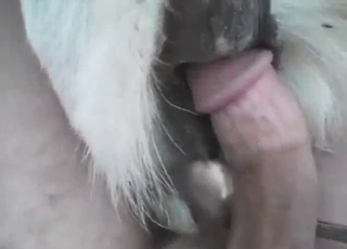 Impressive anal fuck with a goat's tight asshole