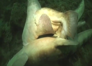Shark sex scene is going to blow your mind