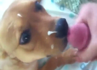 Dog licks that penis to make it harder, harder