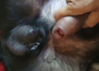 Sheath featured in zoophile porn with hardness