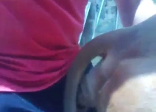 Bitch-ass animal is seeking his orgasmic penis