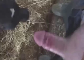 Oral zoophile porn with a sexy beast sucking