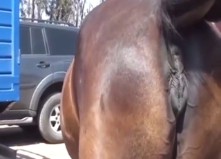 Mare shows off its vagina and asshole for the cam