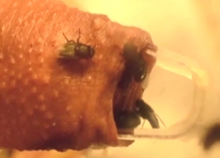 Flies crawling inside to make him even hornier