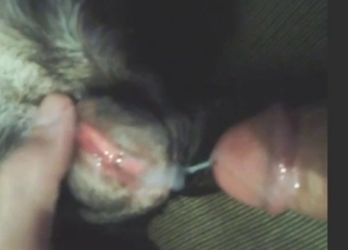 Bestiality porn with pull-out and cum sharing