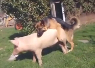 German shepherd fucking sow raw while outside
