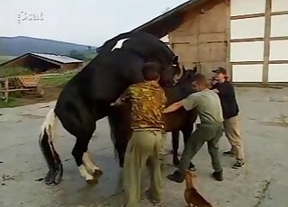 Sweet horses are screwing in the doggy style pose