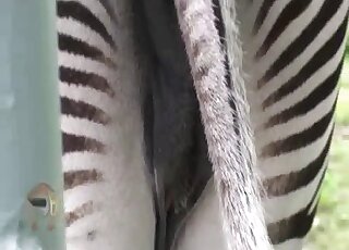 Let's just stare at zebra pussy here