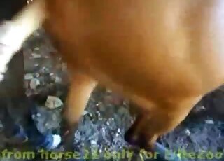 Knepper min dejlige hest i doggy positur