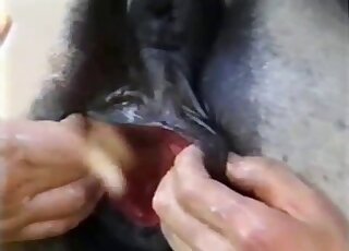 Awesome horse opens her little pussy for a new lover