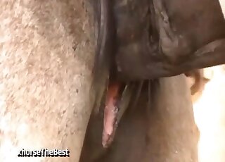 Two nice horses have beautiful bestiality XXX